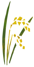 稲１
