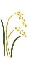 稲３