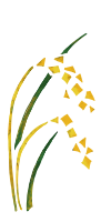 稲２