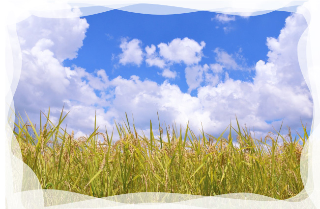 写真6